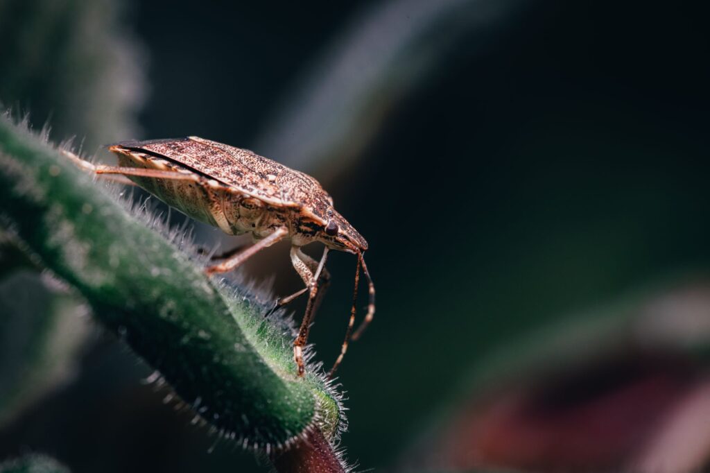 OSS bug bounty pauze